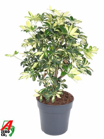 Schefflera Trinette