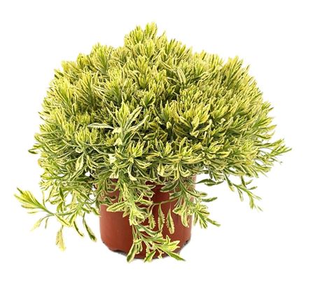 Lavandula