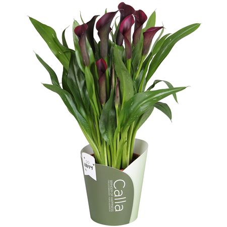 Zantedeschia Purple Bullit Potcover