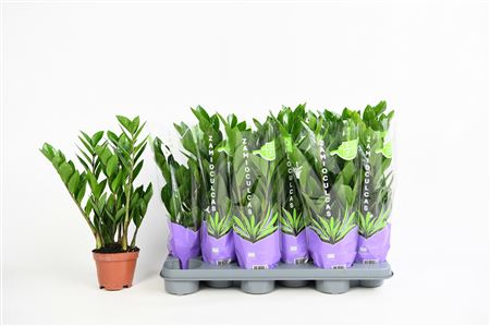 Zamioculcas 4+