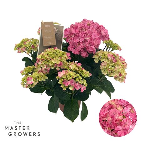 Hydrangea Ma Campino Pink 5+