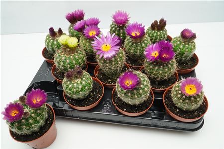 Noto Groot Flowering