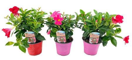 Mandevilla Rio Red