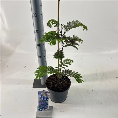 Albizia Julibrissin Summer Chocolate