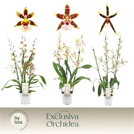 Cambria 3stmix Exclusiva Orchidea