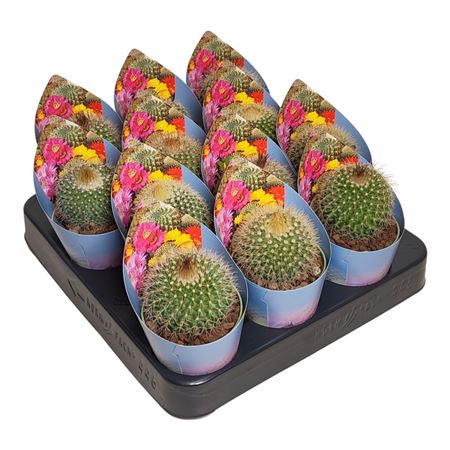 Parodia Chrysacanthion Potcover
