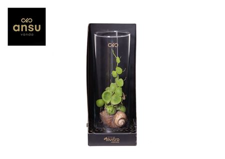 Invitro Collection - Dischidia (in Klein Fust)