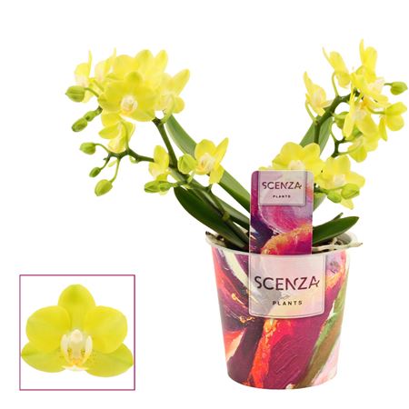 Phal Table Lemon 3st (scenza)