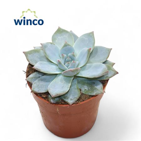 Echeveria Bluebird