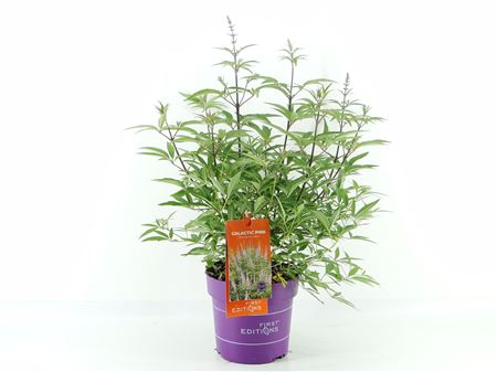 Vitex Ang Galactic Pink
