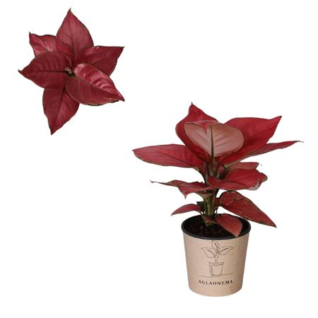 Aglaonema Ruby Red