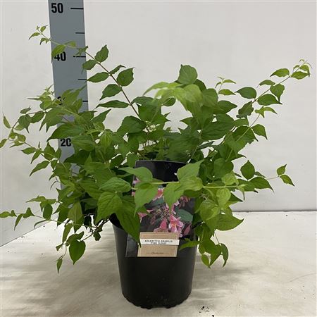 Kolkwitzia Amabilis Pink Cloud