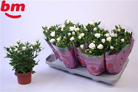 Rosa White Jewel (bm)