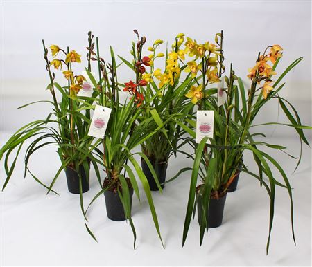 Cymbidium 4st Mix