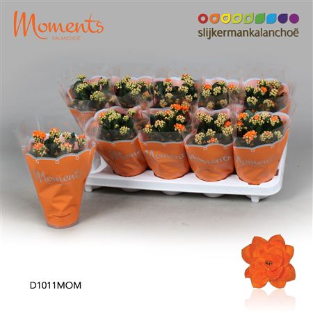Kal Cal Moments Indian Summer Orange