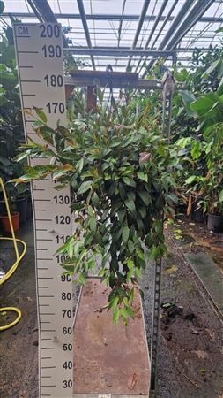 Aeschynanthus Marmoratus Hang