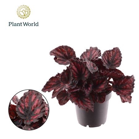 Begonia Rex Etna