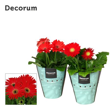 Gerbera Red 2+ Potcover (decorum)