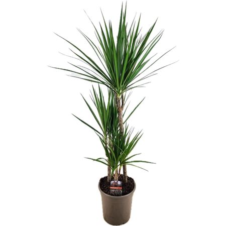 Drac Marginata 45-25-10