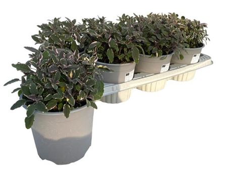 Salvia Officinalis Purpurascens