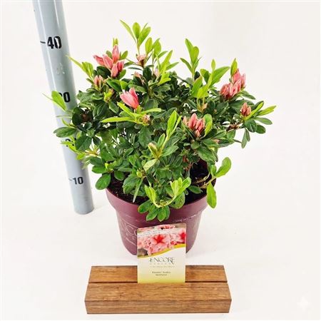 Rhodo Encore Sunburst