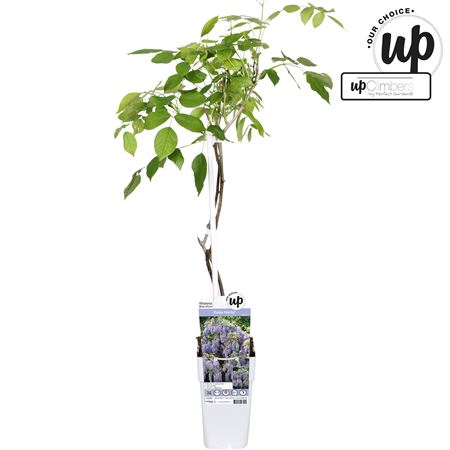 Wisteria Macrostachya Blue Moon