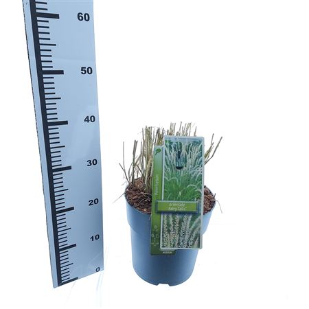 Pennisetum Or Fairy Tails