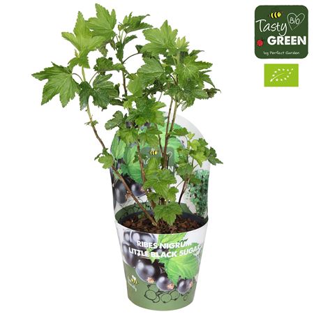 Ribes Low Little Black Sugar Bio Potcover