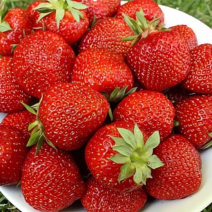 Земляника Сага