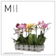 Фаленопсис мультифлора Микс