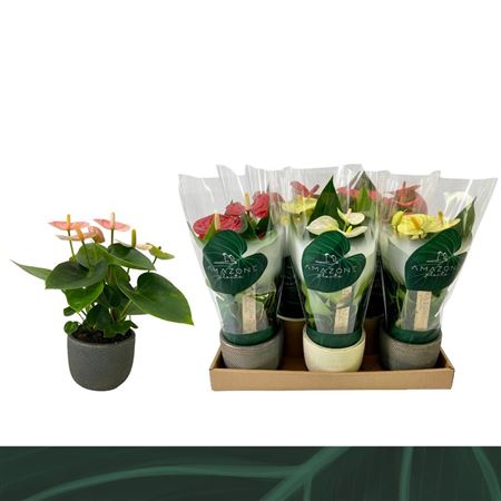 Anth An Mix Luxury Ceramic (amazone)