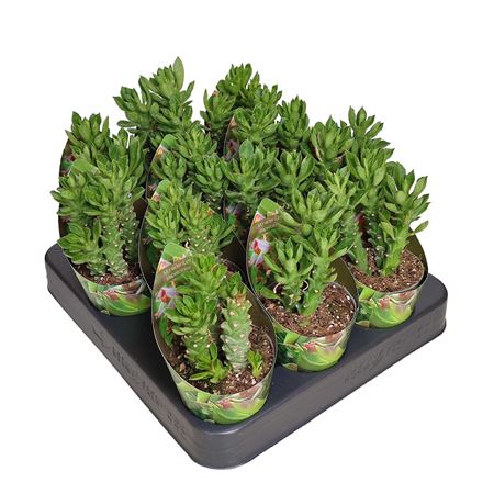 Monadenium Stapelioides Potcover