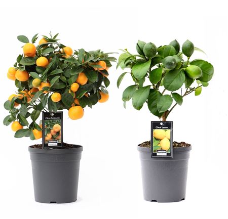 Citrus Mix (2 Sorts)