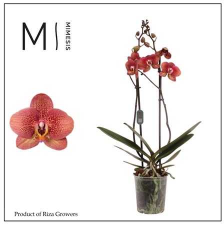 Phal 2st Toulon 16+ (mimesis)