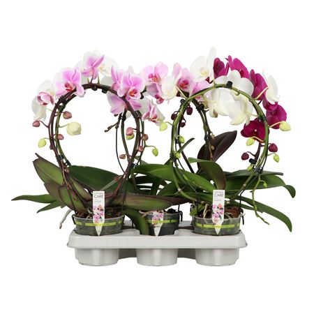 Phal 2st Mirror Miracle A2 Mix (opti)