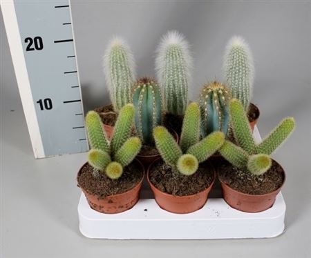 Cactus Zuil Mix On Row