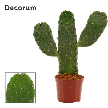 Opuntia Consolea Rubescens 9 Cm (decorum)