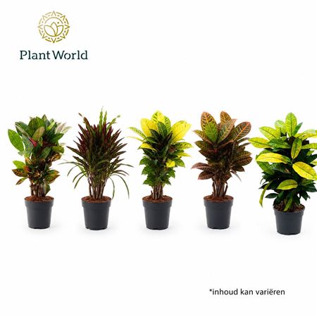 Codiaeum Branched Mix