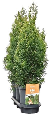 Thuja Occ Smaragd (hedgeline)
