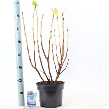 Hydrangea Ma Blue Ball