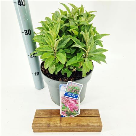 Buddleja Dav Little Pink