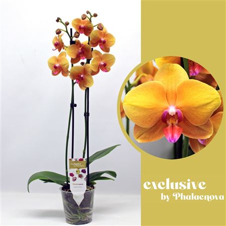 Phal 2st Buddha 16+ (phalaenova)