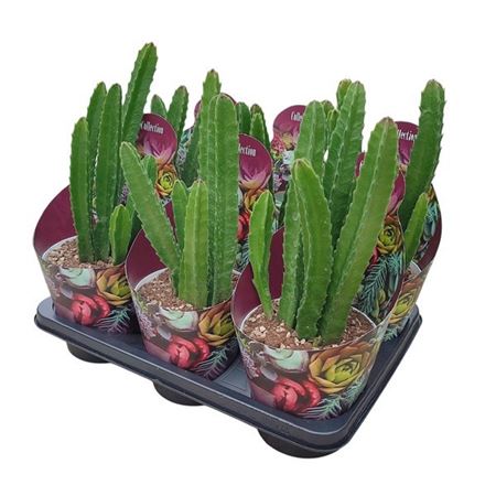 Stapelia Gigantea Potcover