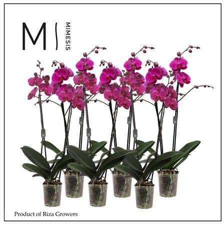 Phal 2st Purple