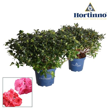 Azalea Hortinno Garden Mix