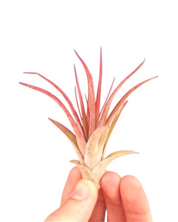 Tillandsia Multiflora Red