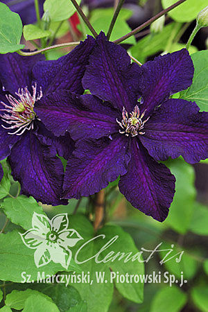 Клематис гибридный Распутин