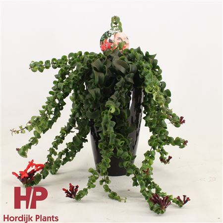 Aeschynanthus In Black Ceramic
