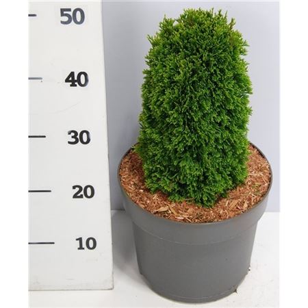 Thuja Occ Maks