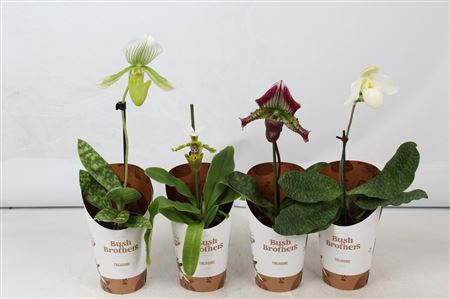Paphiopedilium 1st Black